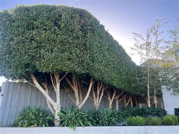 Can ficus trees take full sun?