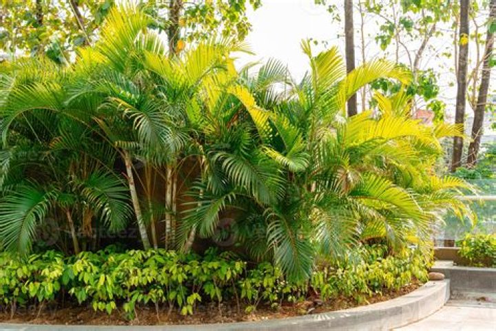Can golden cane palms grow in full sun?