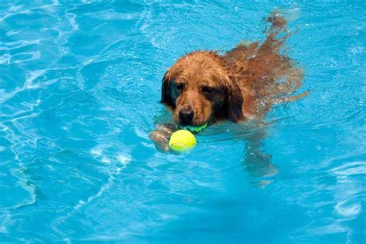 Can golden retrievers swim?