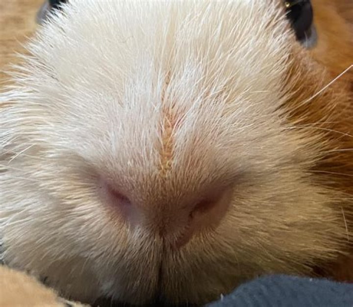 Can guinea pigs get runny noses?