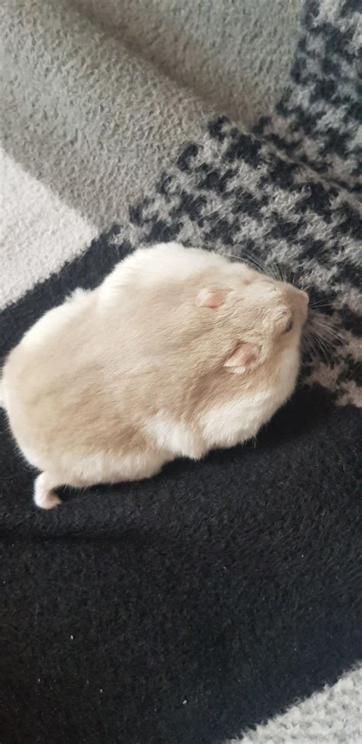 Can hamsters flatten themselves?