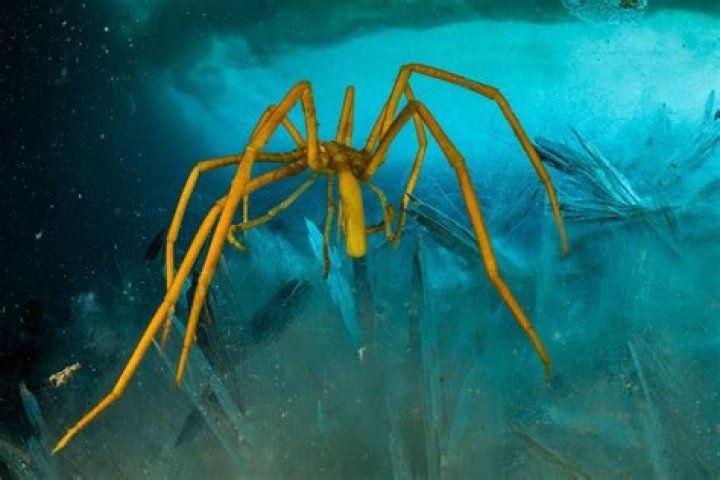 Can house spiders breathe underwater?