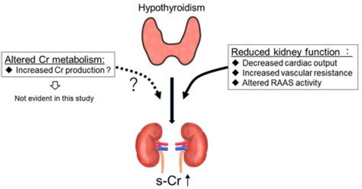 Can HRT affect thyroid function?