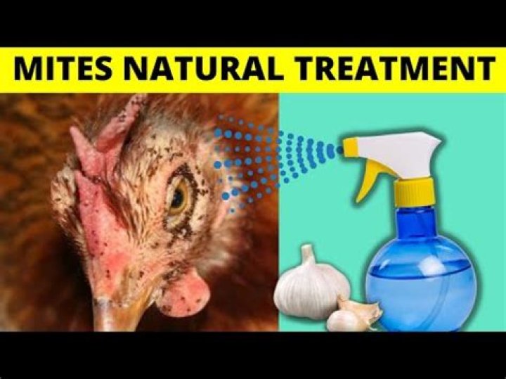 Can humans get mites from chickens?