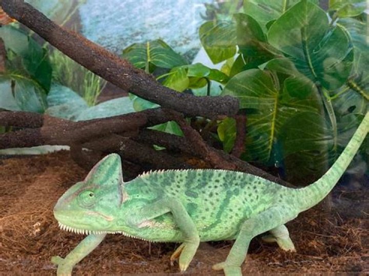 Can I buy a chameleon at Petco?