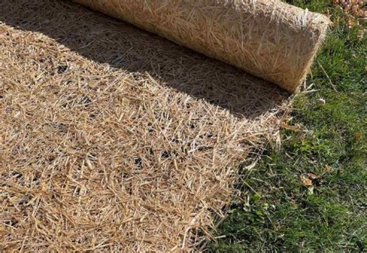 Can I cover grass seed with burlap?