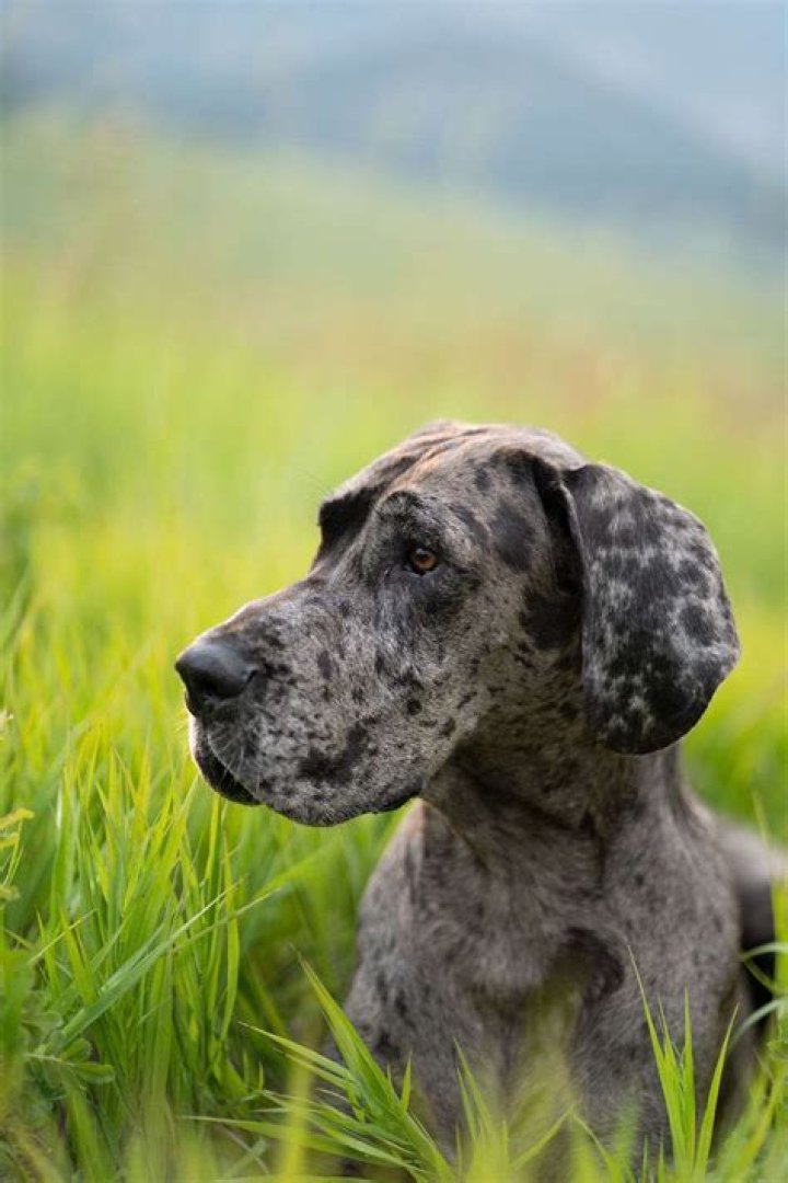 Can I give my dog Benadryl to clip his nails?