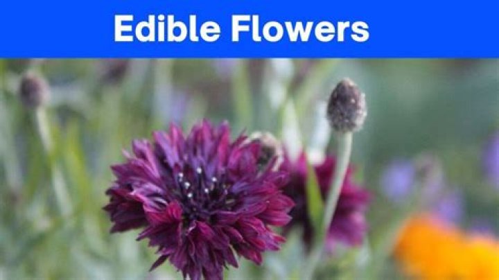 Can I grow edible flowers?