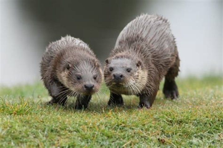 Can I have a pet otter in the UK?
