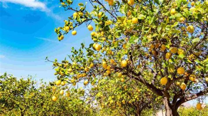 Can I plant a lemon tree next to a lime tree?