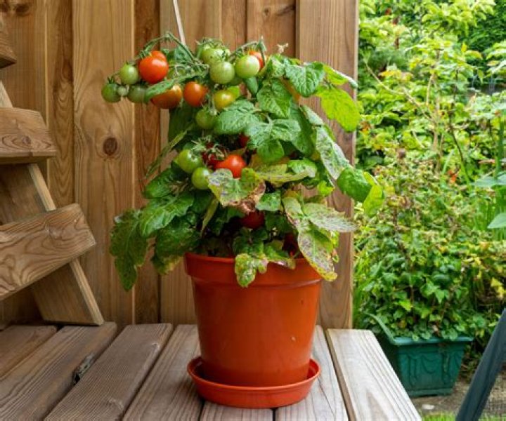 Can I plant tomatoes in May?