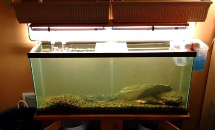 Can I put hydrogen peroxide in my fish tank?
