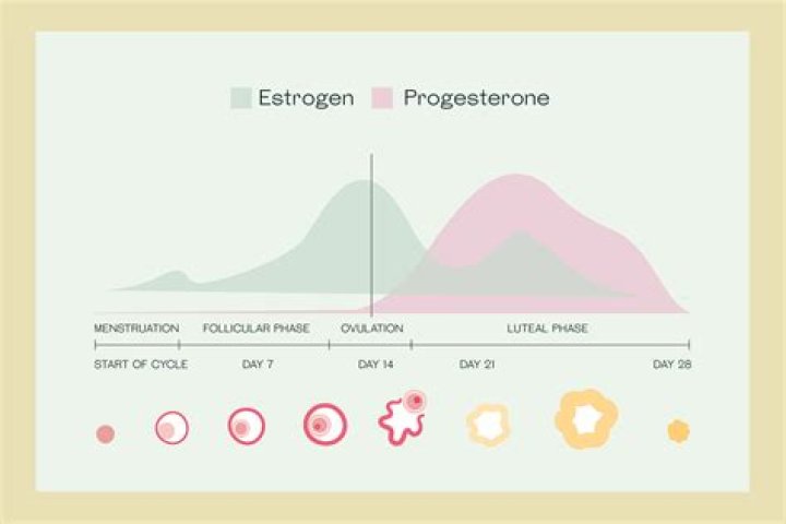 Can I take progesterone every day?