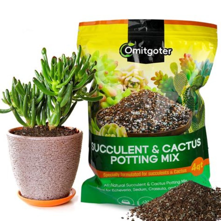 Can I use regular soil for cactus?