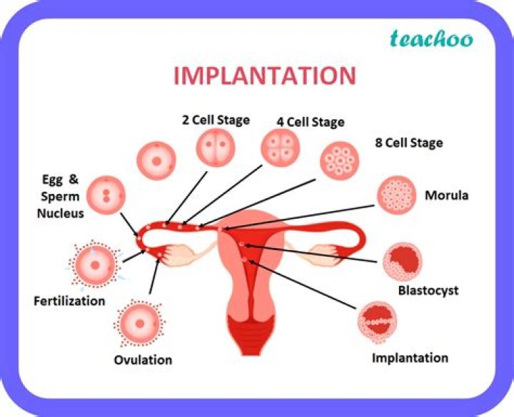 Can implantation happen 4 days after ovulation?