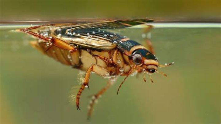 Can insects live without water?