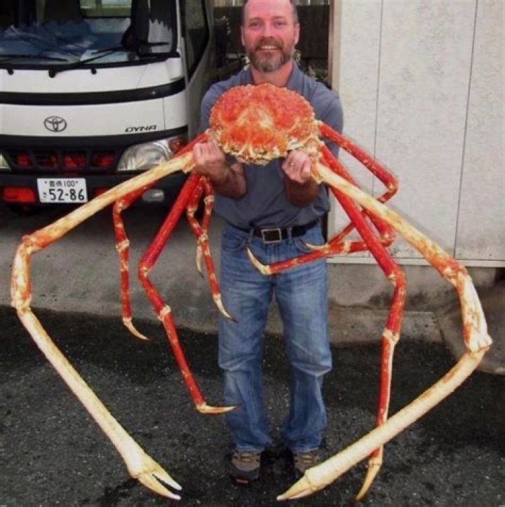 Can Japanese spider crabs walk on land?