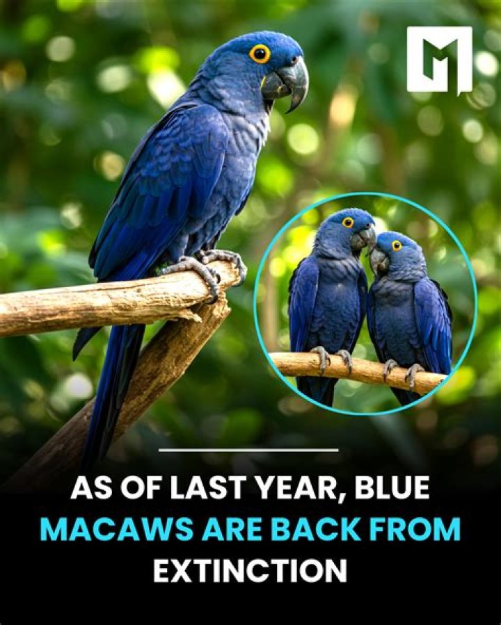 Can macaws swim?