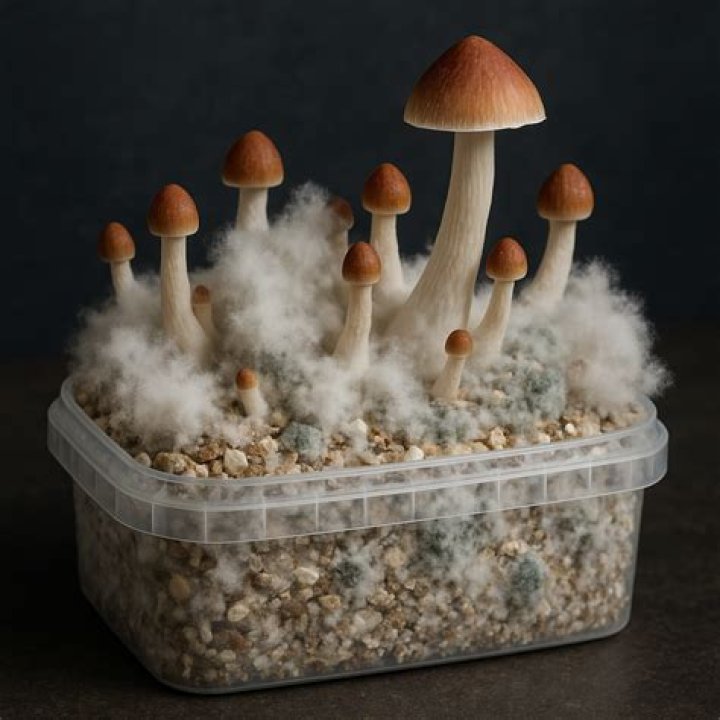 Can mold on mushrooms kill you?