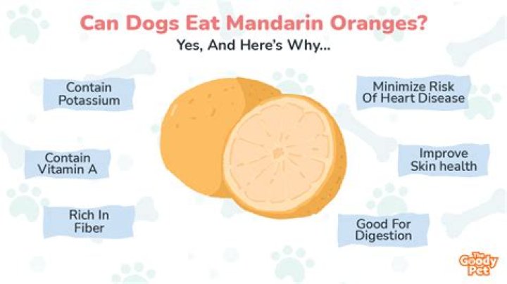 Can my dog eat mandarins?