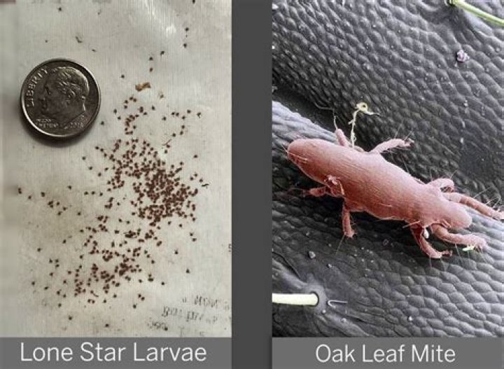 Can Oak mite bites spread?