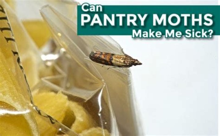Can pantry moths make you sick?