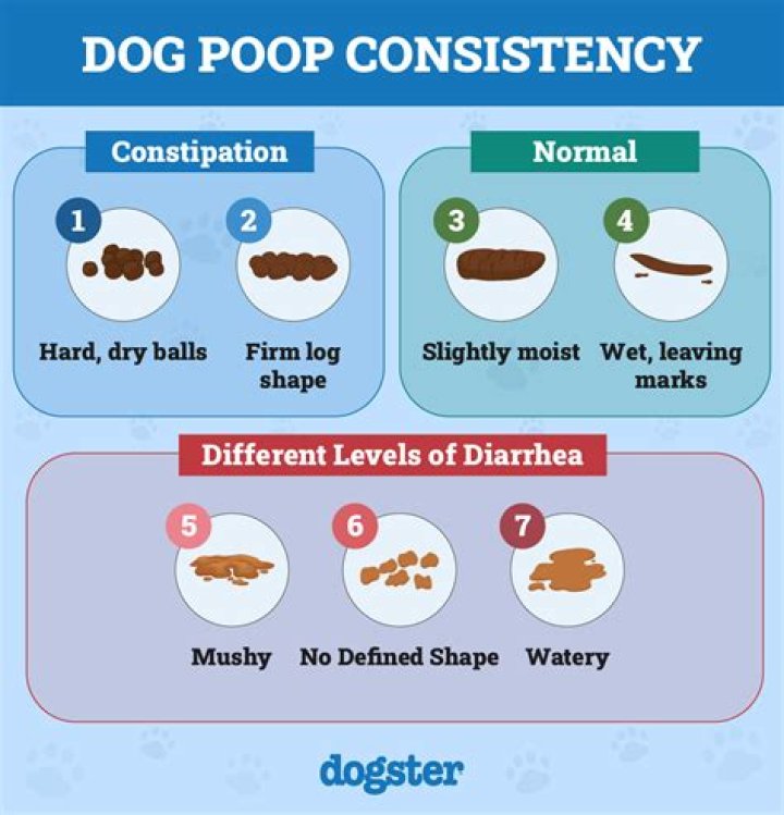 Can puppies get constipated?