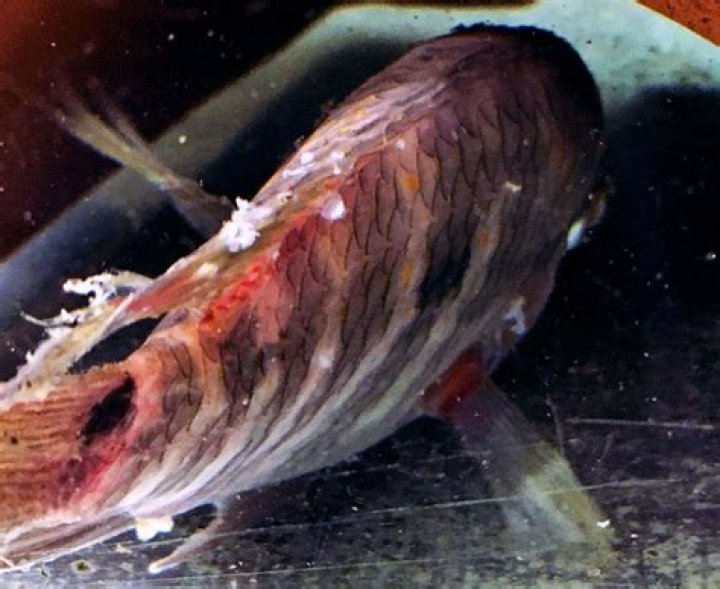 Can rotifers harm humans? | ContextResponse.com
