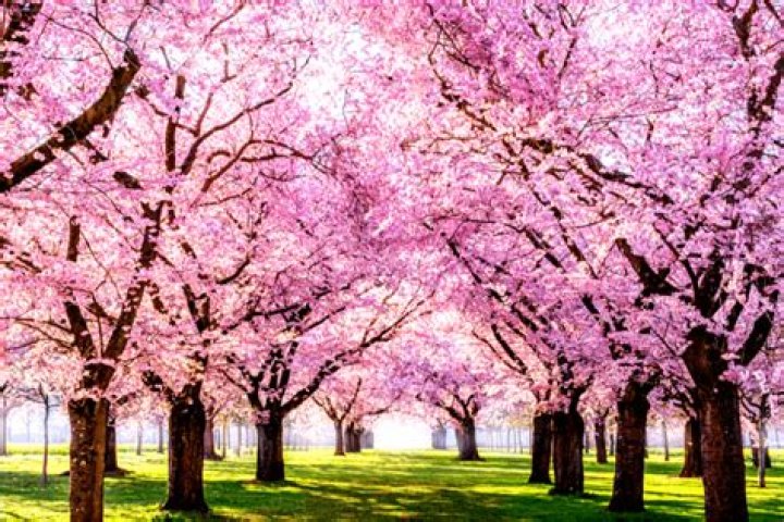 Can Sakura grow in India?