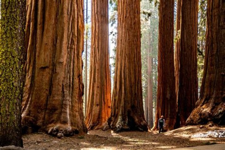 Can sequoia trees grow anywhere?
