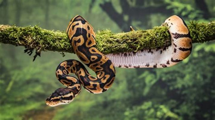 Can snakes see night?