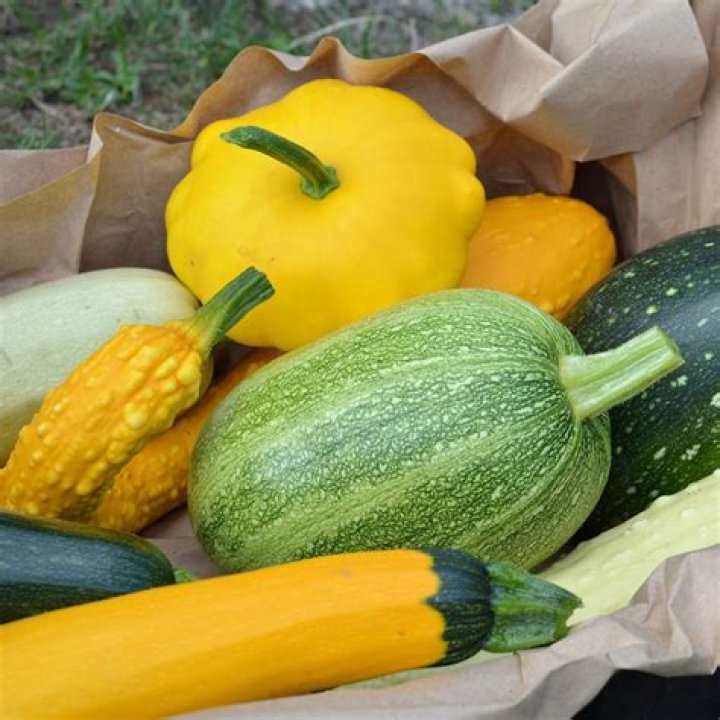 Can summer squash get too big?