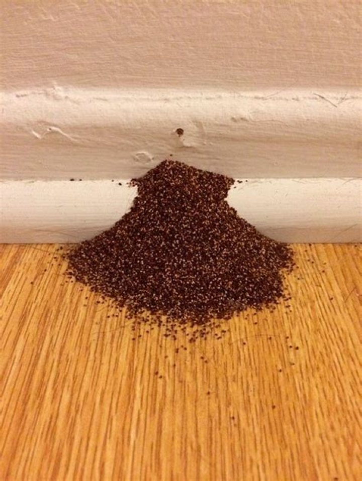 Can termite droppings be black?