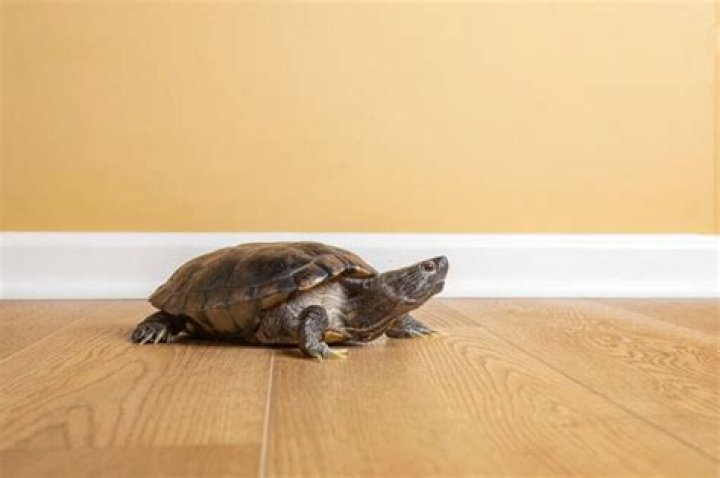 Can turtles be eaten?