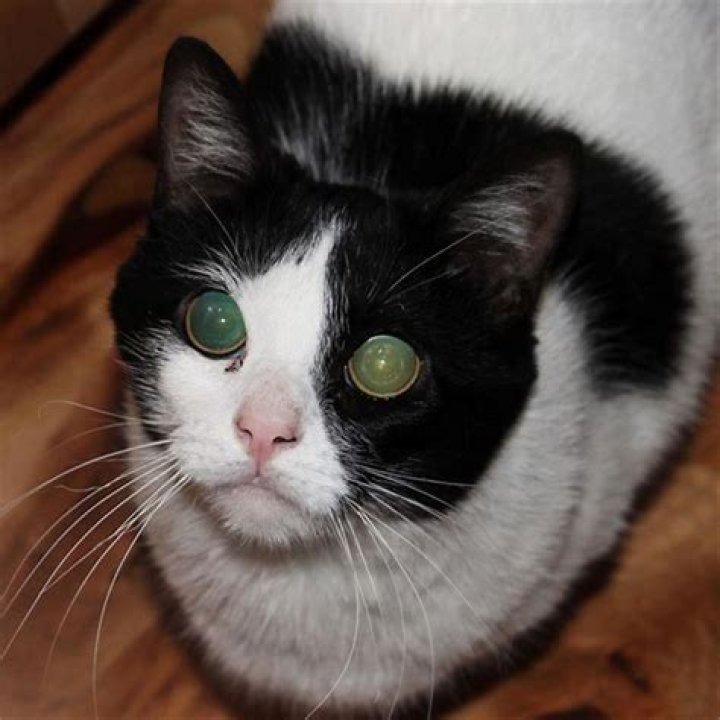 Can two female cats live together?