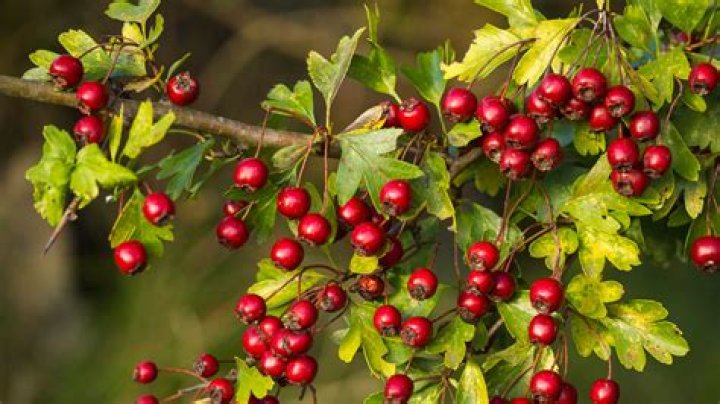 Can u eat hawthorn berries?