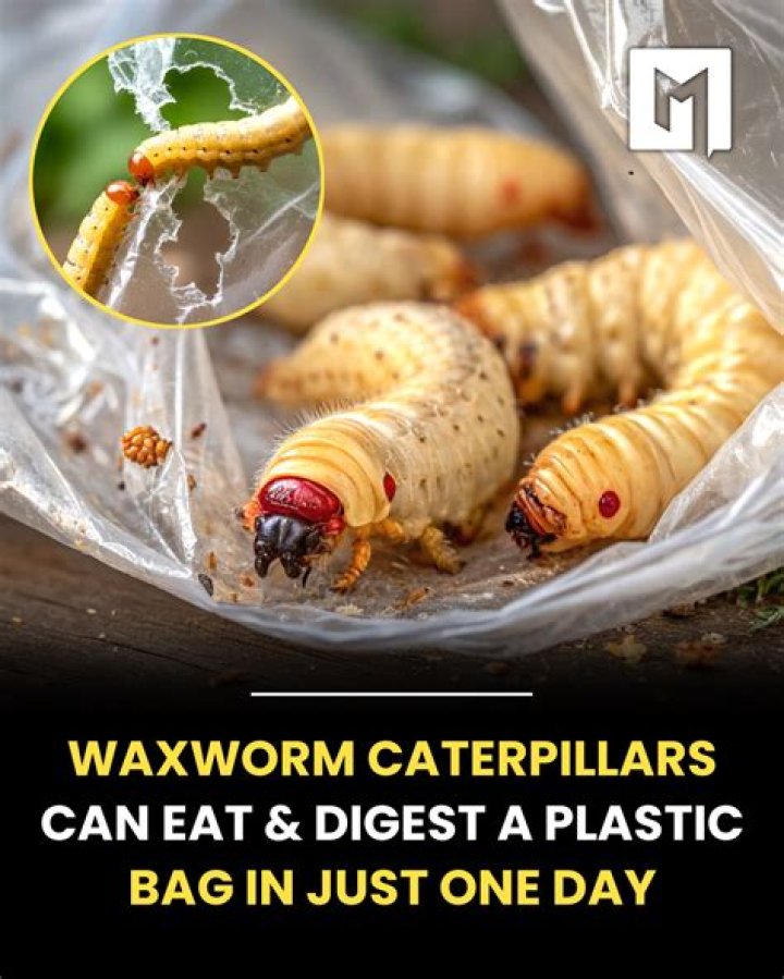 Can wax worms digest plastic?