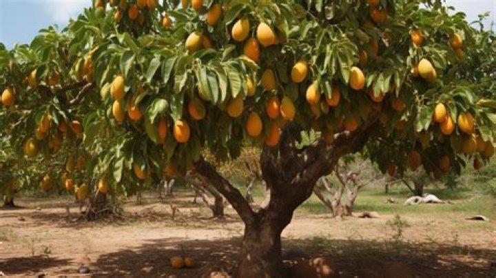 Can we plant mango tree in front of house?