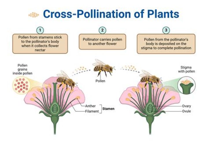 Can wind pollinate a flower?