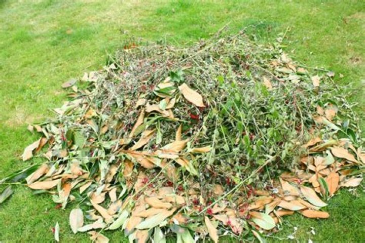 Can you burn grass cuttings?