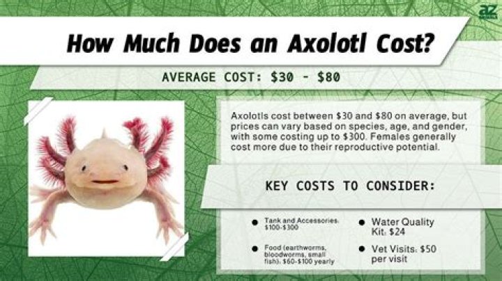 Can you buy a Axolotl?