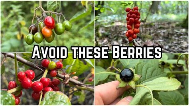 Can you eat berries from a tree?