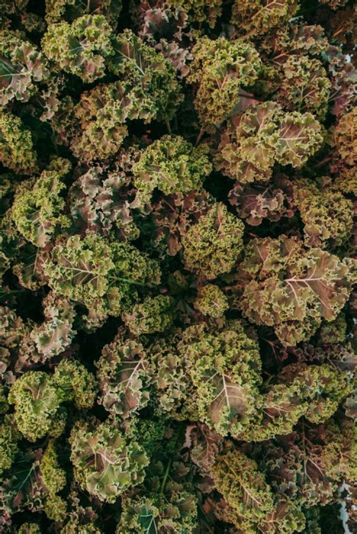 Can you eat dinosaur kale raw?