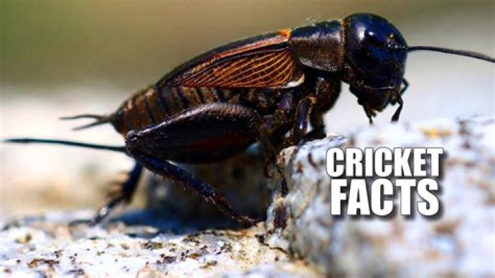 Can you eat live crickets?