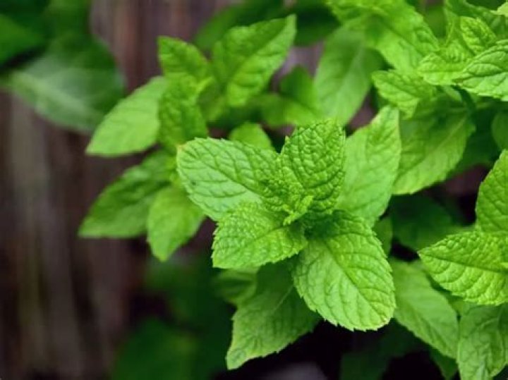 Can you eat mint leaves with white spots?