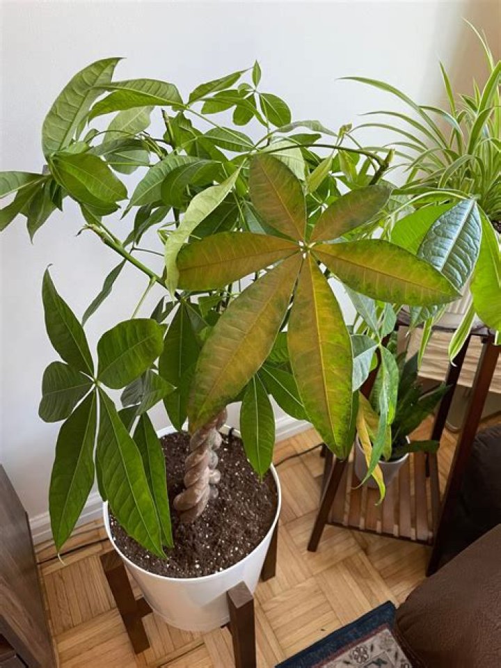 Can you eat money tree leaves?