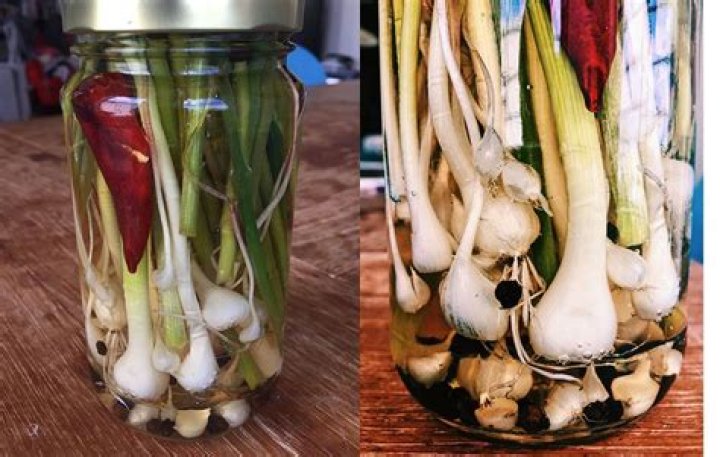 Can you eat onions straight from the garden?