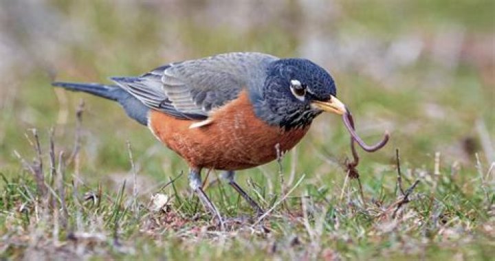 Can you eat Robin birds?