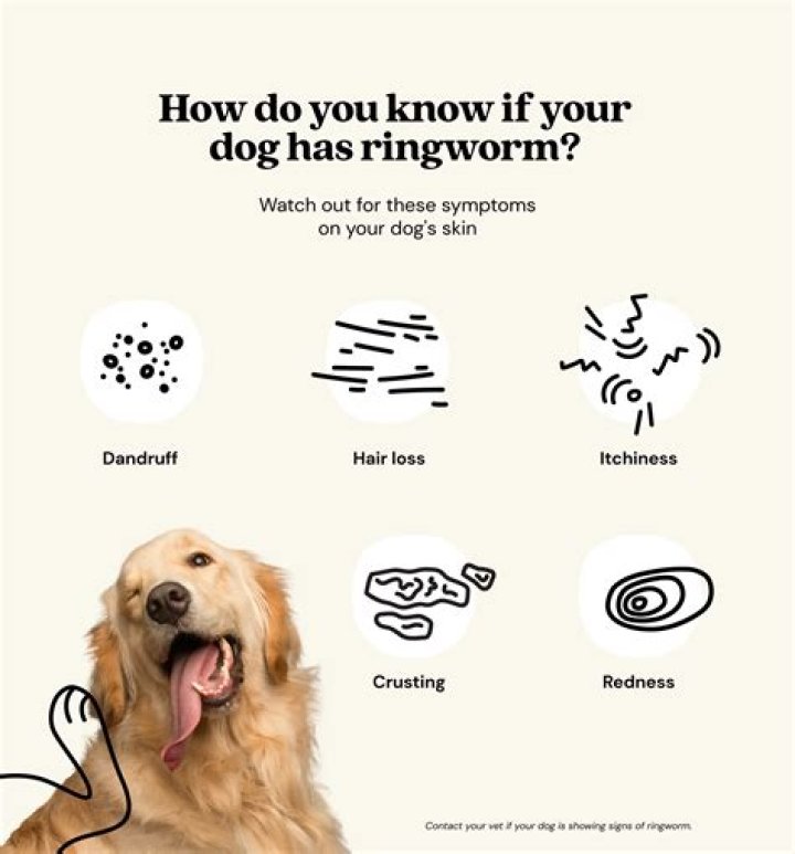 Can you get ringworm from dogs?