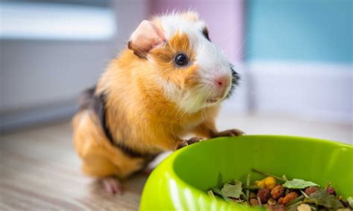 Can you give guinea pigs eat walnuts?